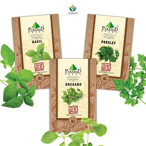 Pyramid Seeds Herb Seeds Combo Of Italian Basil, Oregano, Parsley